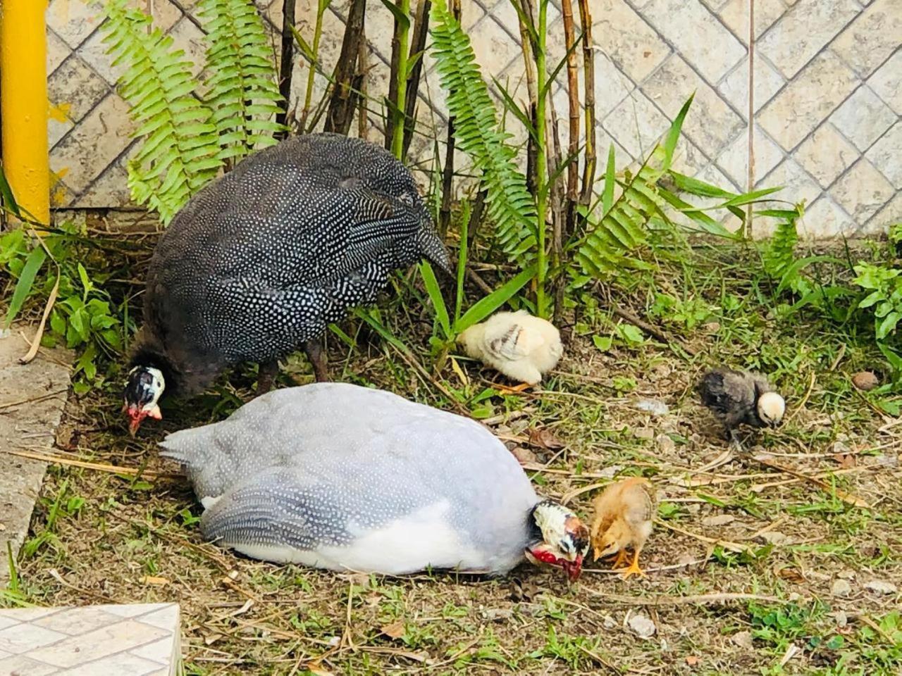 Hotel Bosques Do Massaguacu Caraguatatuba Zewnętrze zdjęcie